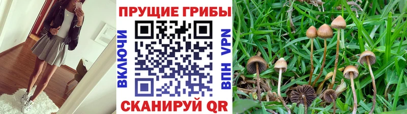 Псилоцибиновые грибы Cubensis  Кудымкар 